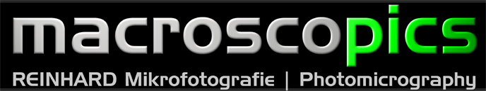 macroscopics - Reinhard Mikrofotografie | Photomicrography